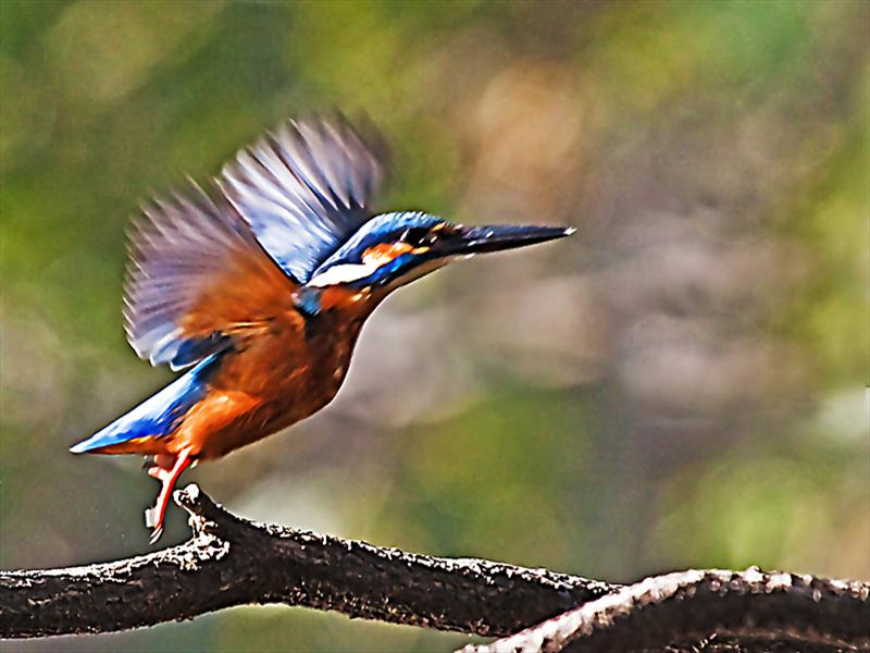Flying kingfisher in the air